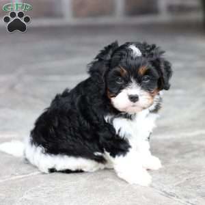 Slade, Cavapoo Puppy